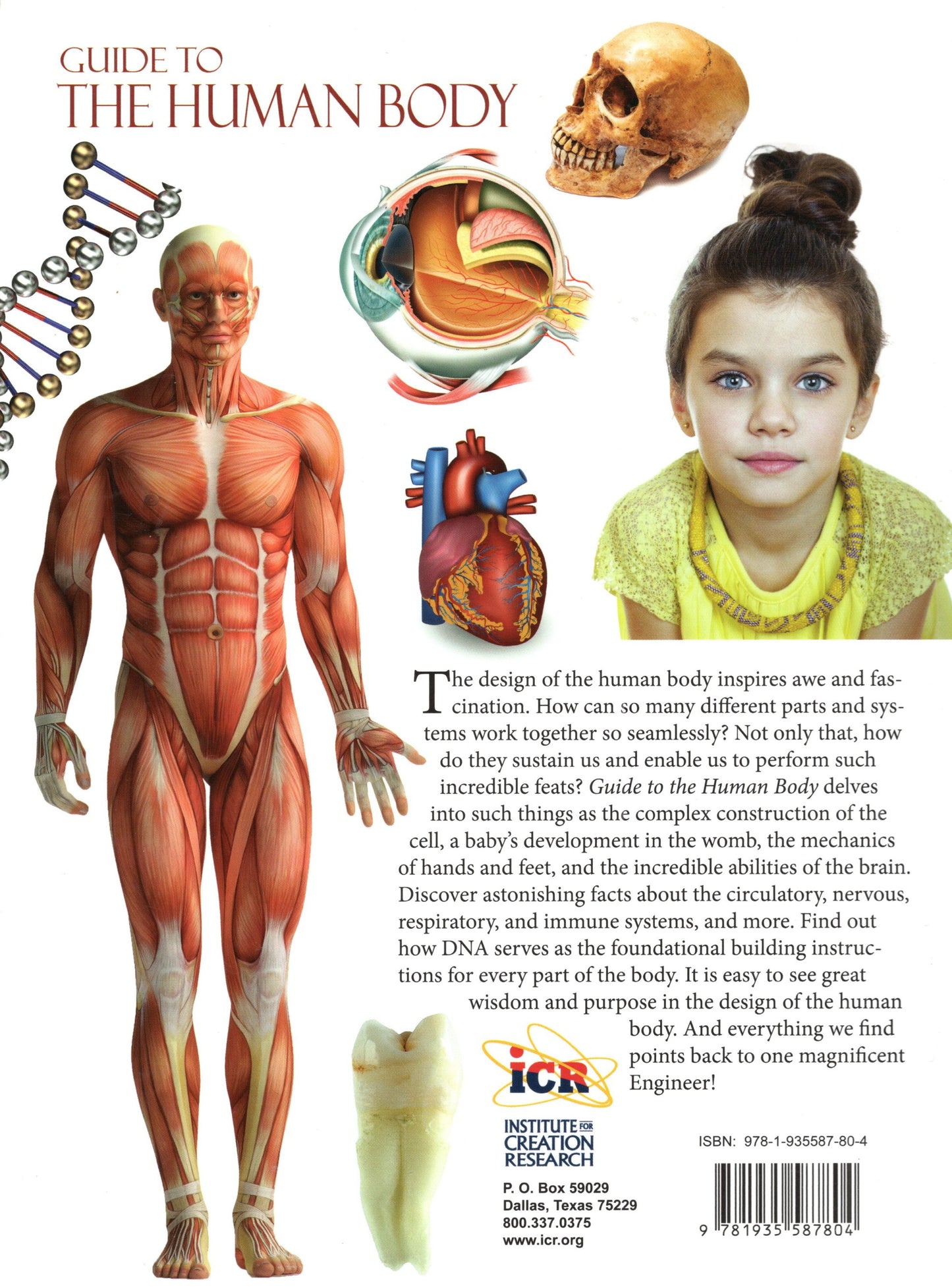Guide to The Human Body